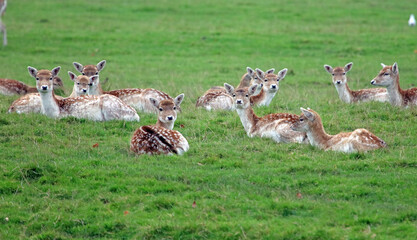 Group of female Fallow Deer lying down and looking at the viewer, Derbyshire, England

