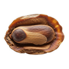 Iridescent abalone shell sea creature marine life mollusk ocean wildlife nature art organic beauty