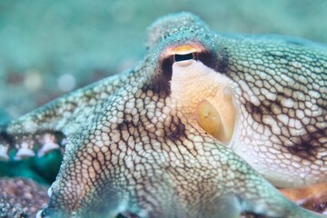 Coconut Octopus in the Lembeh Strait, Sulawesi, Indonesia