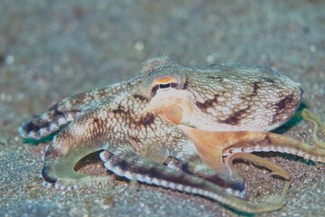 Coconut Octopus in the Lembeh Strait, Sulawesi, Indonesia