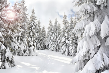 Sunlit snowy forest path in winter mountains