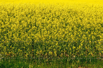 Close-up of Bright Yellow Canola Field 
