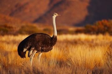 An Ostrich with long neck standing in a dry grassy field