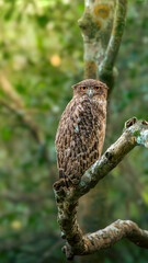 The brown fish owl - Ketupa zeylonensis