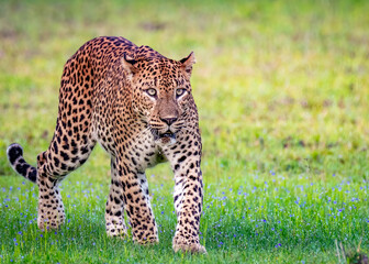 The Sri Lankan leopard - Panthera pardus kotiya 