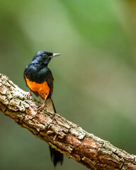 Sri Lanka Shama - White-rumped Shama - Copsychus leggei