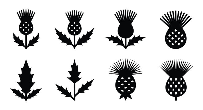 Illustrative set of black and white thistle flower designs in varying styles