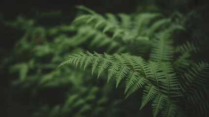 Serene fern fronds in a lush, dark forest create a peaceful backdrop, perfect for nature blogs, spa promotions, or eco-friendly branding conveying tranquility and natural beauty