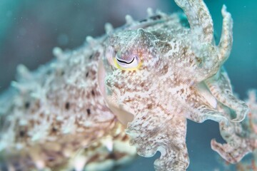Cuttlefish in the Lembeh Strait, Sulawesi, Indonesia