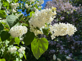 White lilac flowers in the spring garden.