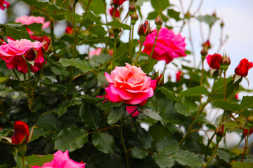 Beautiful roses blooming in a Japanese public garden.