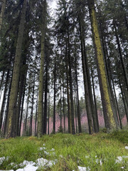 pine forest in the morning
