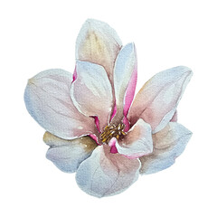 Pink and white magnolia flower in watercolor illustration, elegant botanical style. for wedding design cosmetics perfume packaging stationery branding and spring national and international holidays. © Mea_ta 