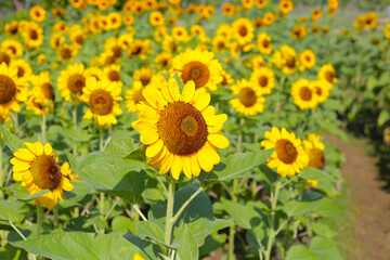 Fototapeta premium Blooming sunflower fields. Beautiful yellow flower