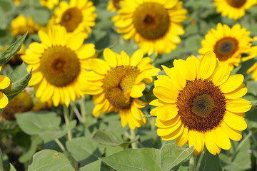 Obraz premium Blooming sunflower fields. Beautiful yellow flower