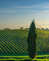 Fototapeta premium Cypress Tree and Vineyard at Sunset in Chianti, Tuscany, Italy