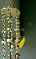 A sunbird building a nest in a wind chime.