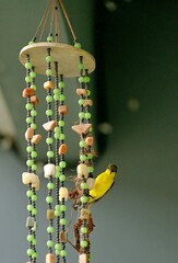 A sunbird building a nest in a wind chime.