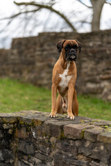 deutscher Boxer Portrait