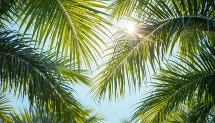 Natural Sunlight on a Background of Tropical Palm Leaves