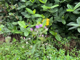 yellow flowers in the garden