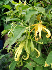 Obraz premium Kenanga or Cananga odorata with beautiful yellow flowers with a unique shape and texture that smells fragrant, is useful for relaxation and reducing stress through aromatherapy.