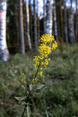 Fototapeta premium Forest landscape in natural environment during daytime