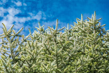 Nadelbaum von unten Richtung Himmel blau weiss, Blick in den Himmel mit Nadelbaum