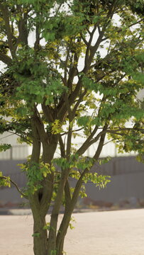 A small tree with vibrant green leaves growing in front of a building in an urban setting.