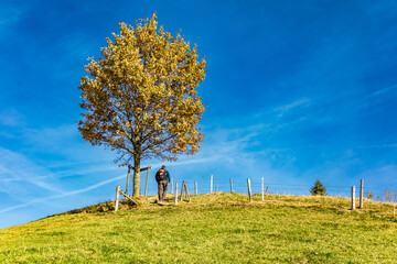 Wanderer auf dem Scheidegger H&ouml;henweg im Herbst, Herbstwanderung im Allg&auml;u mit Aussichtspunkte
