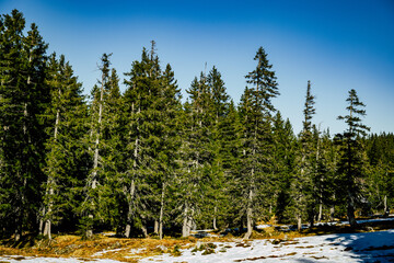 Nadelb&auml;ume im Winter im Gunzesrieder Tal im Oberallg&auml;u