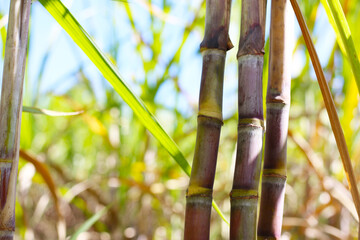 Sugarcane stalks growing in the field.