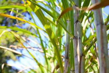 Obraz premium Sugarcane stalks growing in the field.