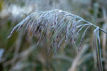 Close-up of frost-covered grass on an early autumn morning.
