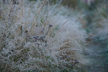 The grass is covered with frost on an early autumn morning.
