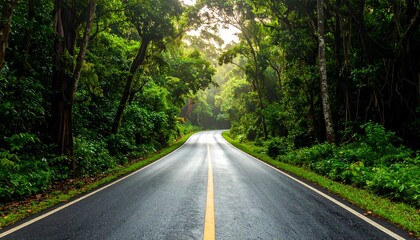 Fototapeta premium Empty road curves through dense, lush, green tropical forest under a bright, hazy, soft, sunlight
