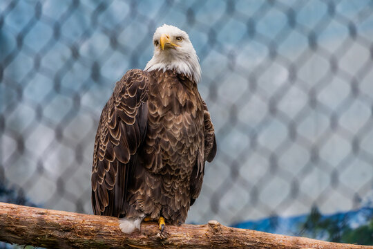 Bald Eagle Perched Inside Wildlife Enclosure