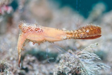 Plume Shrimp in the Lembeh Strait, Sulawesi, Indonesia
