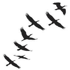Obraz premium Flock of black birds flying in formation silhouette 1