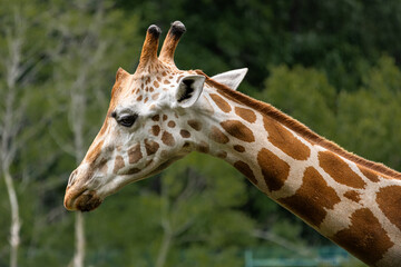 Reticulated Giraffe Profile