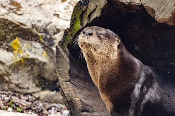 North American River Otter Emerging from Log