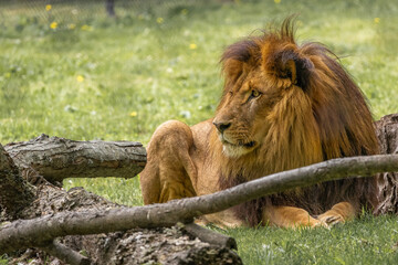 African Lion Resting Behind Log