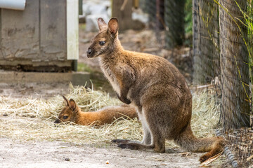 Obraz premium Red-necked Wallaby with Resting Companion