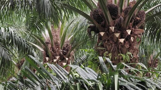 Farmer is harvesting the oil palm fruit and pruning the fronds.