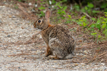 Eastern Cottontail Rabbit on Path