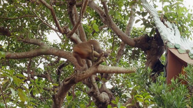 Low Angle View of Angry Monkey Shaking Branch and Leaping Away among Dense Green Leaves beside Roof Edge, Wildlife Behavior Concept