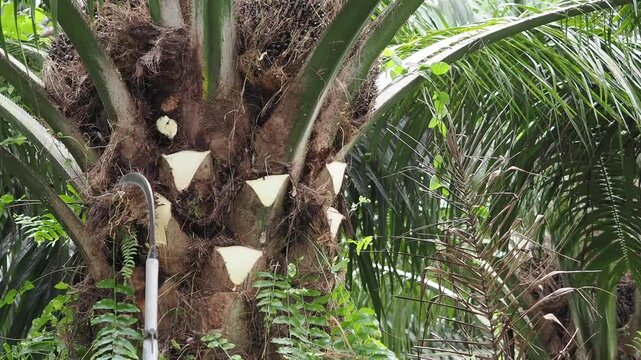 Farmer is harvesting the oil palm fruit and pruning the fronds.