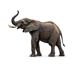 Obraz premium Majestic African elephant standing tall with its trunk raised against a plain background