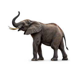 Majestic African elephant standing tall with its trunk raised against a plain background