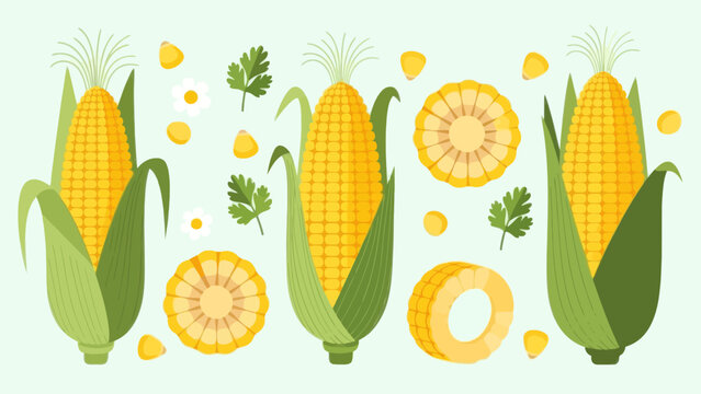Stylized cartoon corn cobs with husks and sliced kernels on a white background